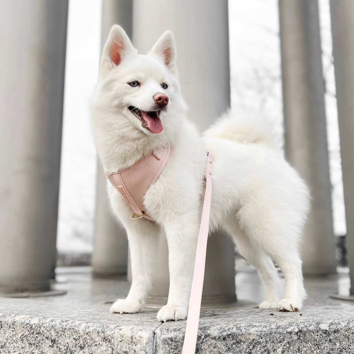 Fur Elise Essentials Walk Set - Rose