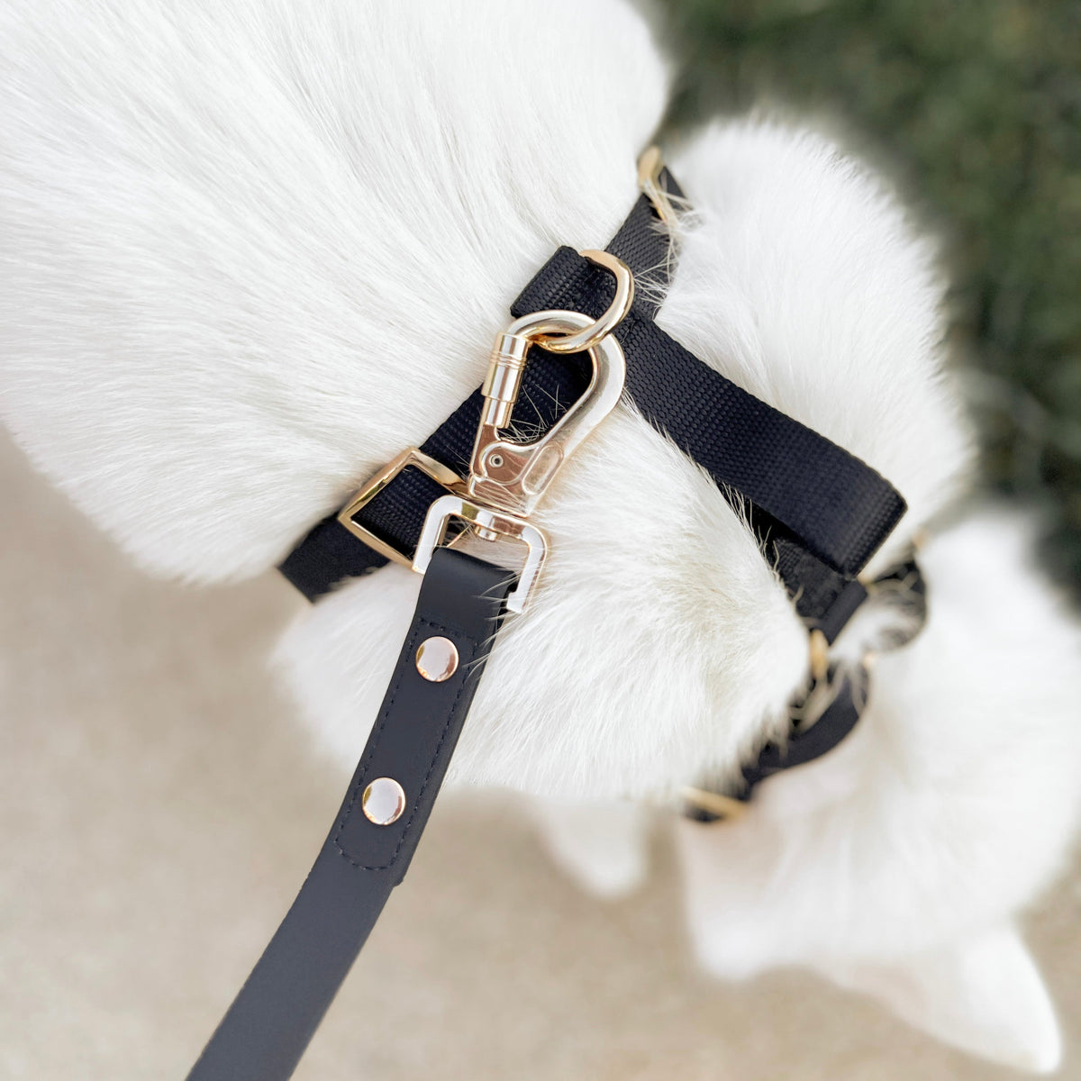 Fur Elise Essentials Walk Set - Noir