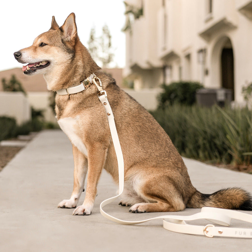 Fur Elise Collar & Leash Set - Bone